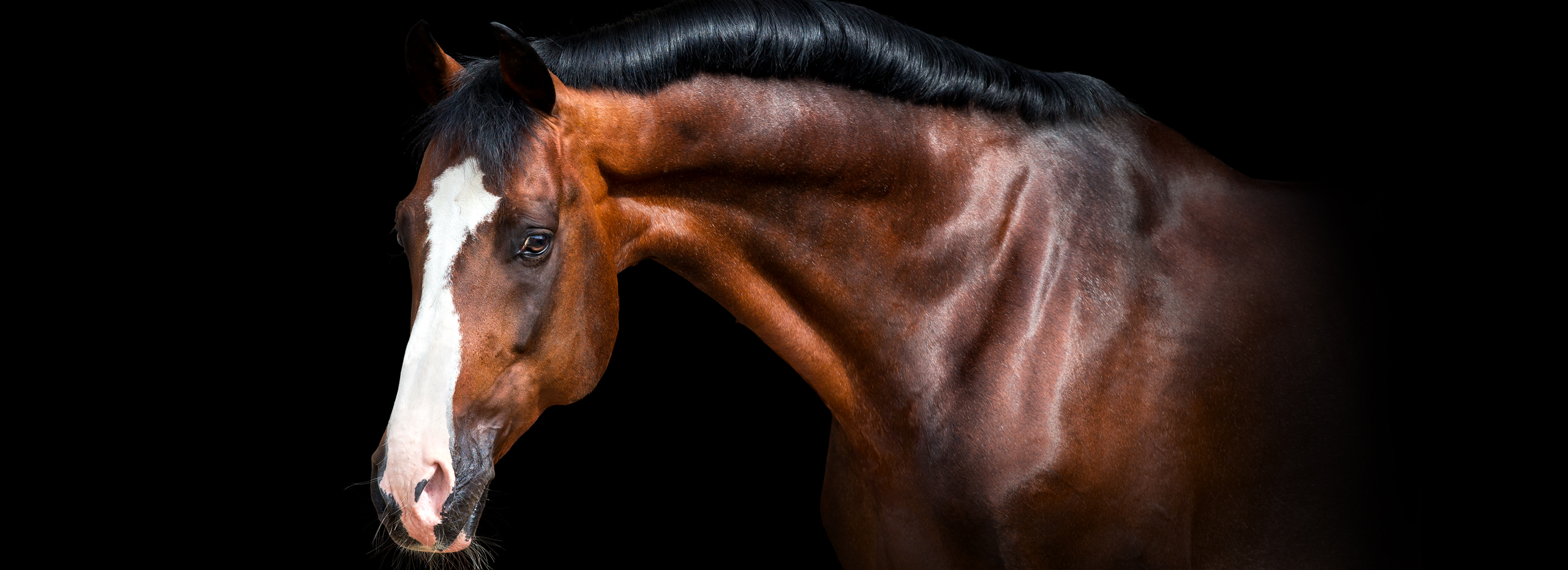 Shouldn’t Your Advertising Be As Beautiful As Your Horses?